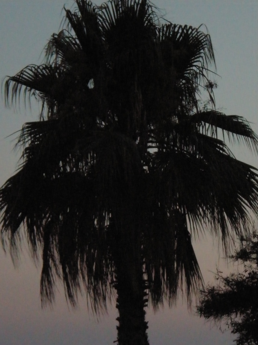 p7010156